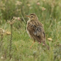 Świergotek cynamonowy - Anthus cinnamomeus - African Pipit