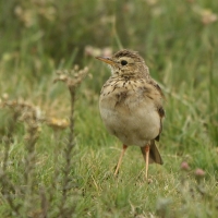 Świergotek cynamonowy - Anthus cinnamomeus - African Pipit
