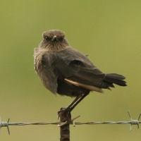 Smolarek łuskowany - Myrmecocichla formicivora - Ant-eating Chat