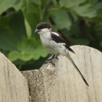 Dzierzba białobarkowa - Lanius collaris - Southern Fisca