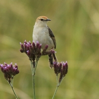 Chwastówka zielna - Cisticola tinniens - Levaillant's Cisticola
