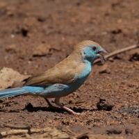 Motylik sawannowy - Uraeginthus angolensis - Blue-breasted Cordon-bleu
