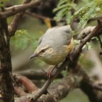 Sawanka długodzioba - Sylvietta rufescens - Long-billed Crombec
