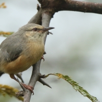 Sawanka długodzioba - Sylvietta rufescens - Long-billed Crombec