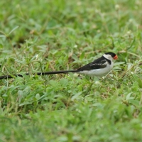 Wdówka białobrzucha - Vidua macroura - Pin-tailed Whydah