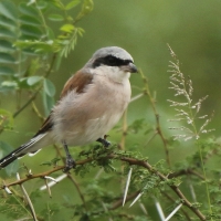 Dzierzba gąsiorek - Lanius collurio - Red-backed Shrike