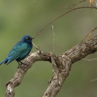Błyszczak lśniący - Lamprotornis nitens - Cape Glossy Starling