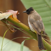 Bilbil okopcony - Pycnonotus tricolor - Dark-capped Bulbul