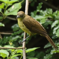 Żółtobrzuch okularowy - Chlorocichla flaviventris - Yellow-bellied Greenbul