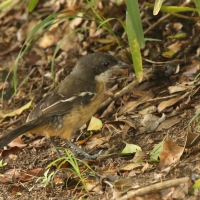 Dzierzyk rdzawobrzuchy - Laniarius ferrugineus - Southern Boubou