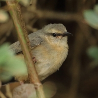 Sawanka długodzioba - Sylvietta rufescens - Long-billed Crombec