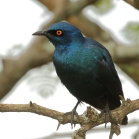 Błyszczak lśniący - Lamprotornis nitens - Cape Glossy Starling