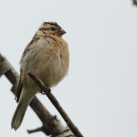 Wdówka białobrzucha - Vidua macroura - Pin-tailed Whydah