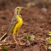 Szponnik żółtogardły - Macronyx croceus - Yellow-throated Longclaw