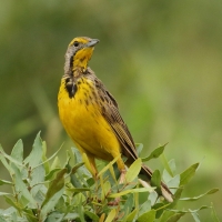 Szponnik żółtogardły - Macronyx croceus - Yellow-throated Longclaw