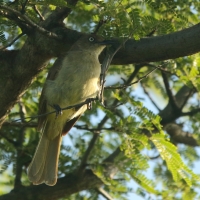 Bilbil zuchwały - Andropadus importunus - Sombre Greenbul