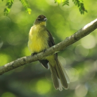 Żółtobrzuch okularowy - Chlorocichla flaviventris - Yellow-bellied Greenbul