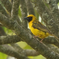 Wikłacz zmienny - Ploceus cucullatus - Village Weaver