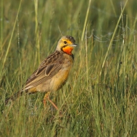 Szponnik rudobrewy - Macronyx capensis - Cape Longclaw