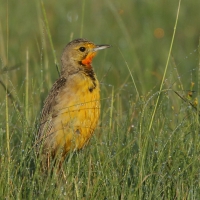 Szponnik rudobrewy - Macronyx capensis - Cape Longclaw