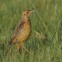 Szponnik rudobrewy - Macronyx capensis - Cape Longclaw