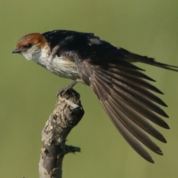 Jaskółka kreskowana - Cecropis cucullata - Greater Striped Swallow