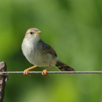 Chwastówka zielna - Cisticola tinniens - Levaillant's Cisticola