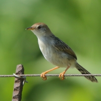 Chwastówka zielna - Cisticola tinniens - Levaillant's Cisticola