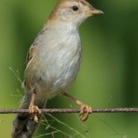 Chwastówka zielna - Cisticola tinniens - Levaillant's Cisticola