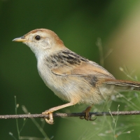 Chwastówka zielna - Cisticola tinniens - Levaillant's Cisticola