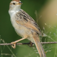 Chwastówka zielna - Cisticola tinniens - Levaillant's Cisticola