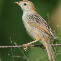 Chwastówka zielna - Cisticola tinniens - Levaillant's Cisticola