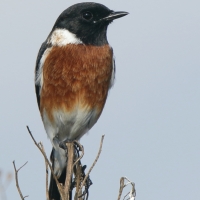 Kląskawka afrykańska - Saxicola torquatus - African Stonechat