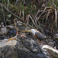 Pluszcz - Cinclus cinclus - White-throated Dipper