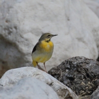 Pliszka górska - Motacilla cinerea - Grey Wagtail