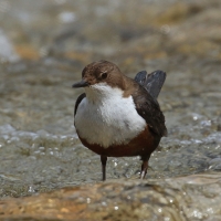 Pluszcz - Cinclus cinclus - White-throated Dipper