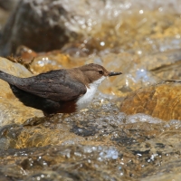 Pluszcz - Cinclus cinclus - White-throated Dipper