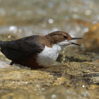 Pluszcz - Cinclus cinclus - White-throated Dipper