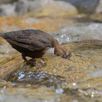 Pluszcz - Cinclus cinclus - White-throated Dipper