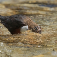Pluszcz - Cinclus cinclus - White-throated Dipper