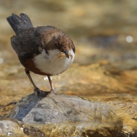 Pluszcz - Cinclus cinclus - White-throated Dipper
