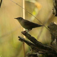 Brzęczka - Locustella luscinioides - Savi's Warbler