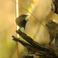 Brzęczka - Locustella luscinioides - Savi's Warbler