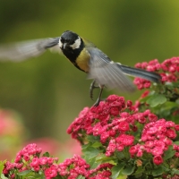 Bogatka - Parus major - Great Tit