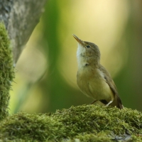 Trzcinniczek - Acrocephalus scirpaceus - Common Reed Warbler