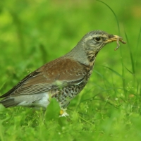 Kwiczoł - Turdus pilaris - Fieldfare
