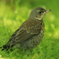 Kwiczoł - Turdus pilaris - Fieldfare
