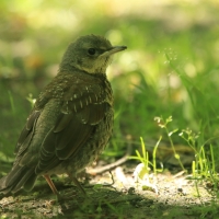 Kwiczoł - Turdus pilaris - Fieldfare
