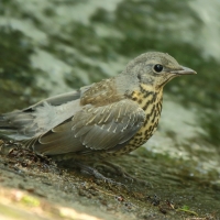 Kwiczoł - Turdus pilaris - Fieldfare