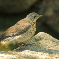 Kwiczoł - Turdus pilaris - Fieldfare
